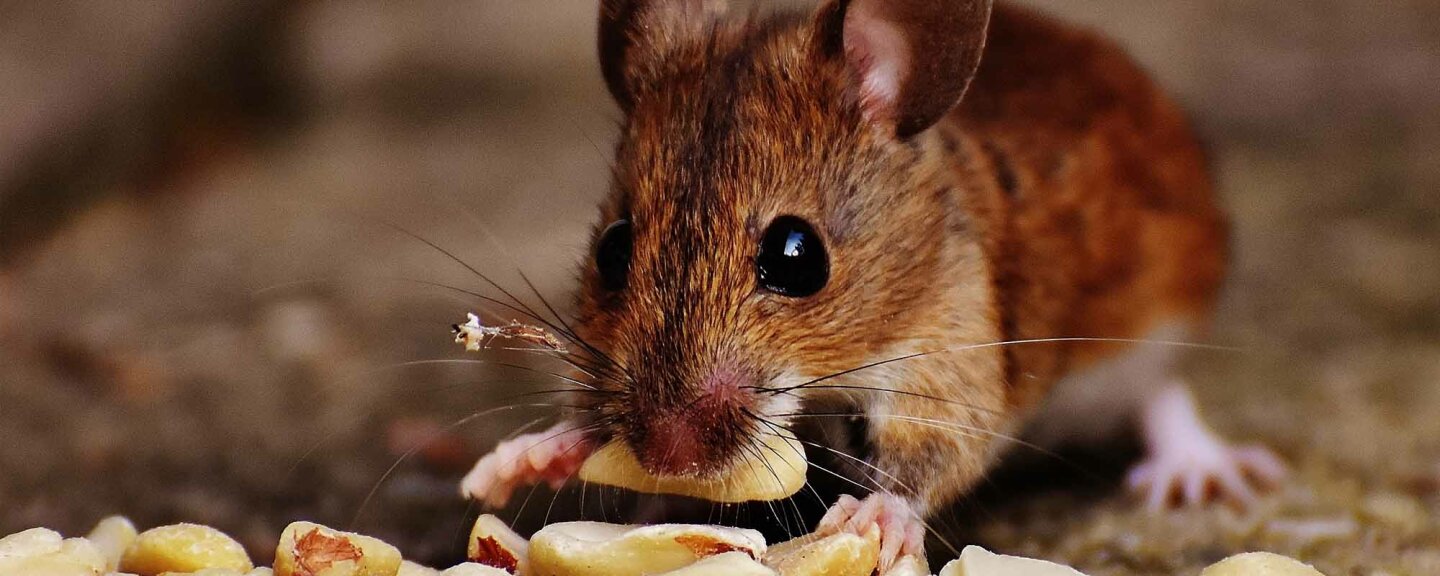 Futter für Mäuse von Erdtmann