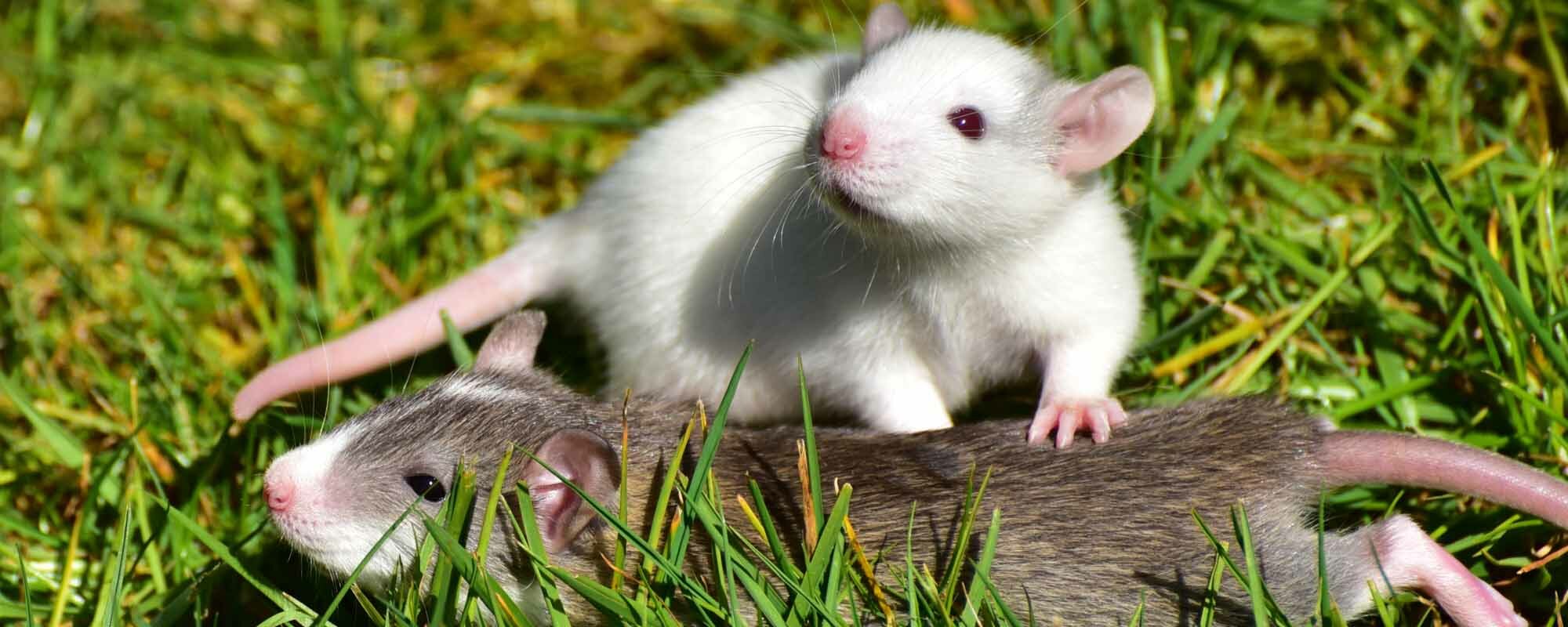 Futter für Ratten von Erdtmann