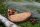 Wellensittichfutter mit Jod und Honig 15 X 1 kg Anhaltiner Vogelfutter