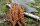 Kolbenhirse rot 500 g Anhaltiner Vogelfutter