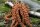 Kolbenhirse rot 500 g Anhaltiner Vogelfutter